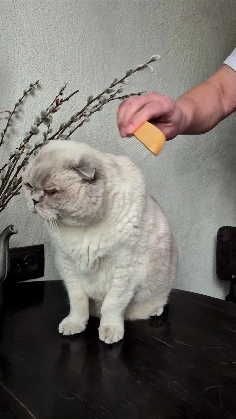 White Scottish Fold cat being combed with a comb Stock Footage 306306418