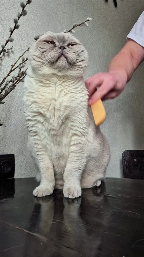 White Scottish Fold cat being combed with a comb Stock Footage 306306442