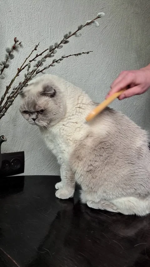 White Scottish Fold cat being combed with a comb Stock Footage 306306479