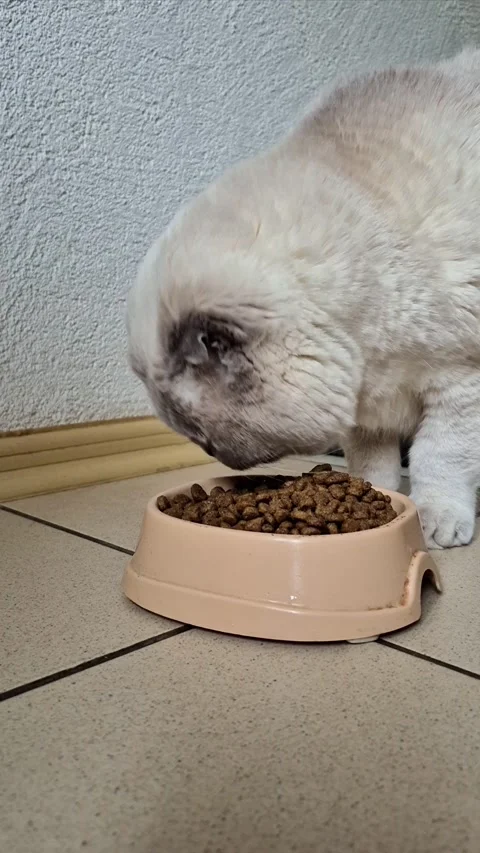 White Scottish fold cat eats dry food from a bowl Stock Footage 306306463