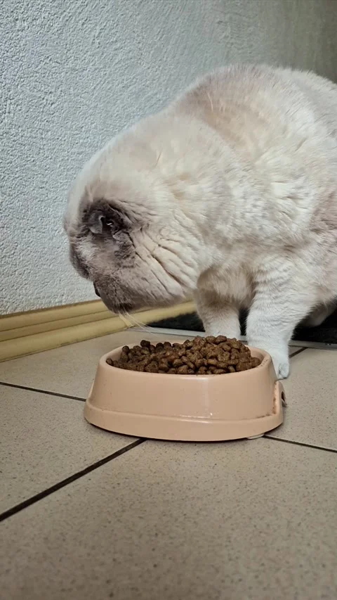 White Scottish fold cat eats dry food from a bowl Stock Footage 306306482
