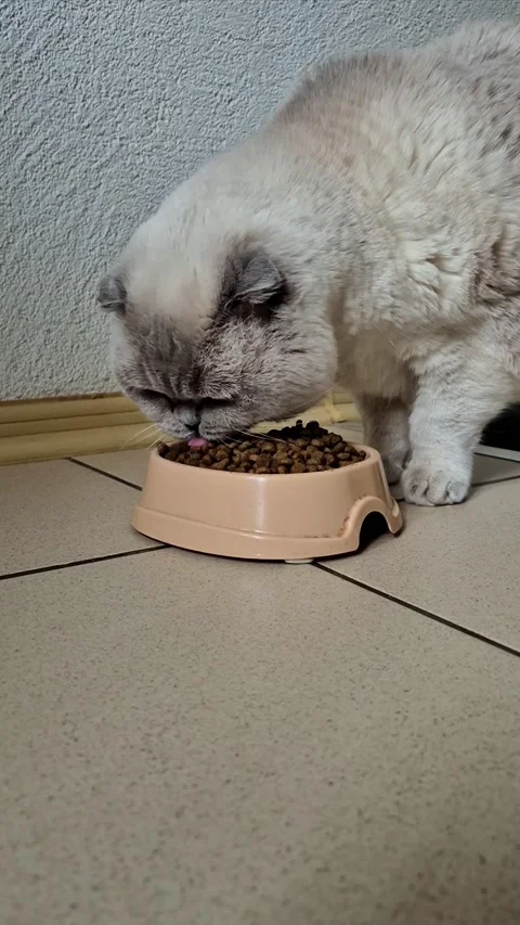 White Scottish fold cat eats dry food from a bowl Stock Footage 306306589