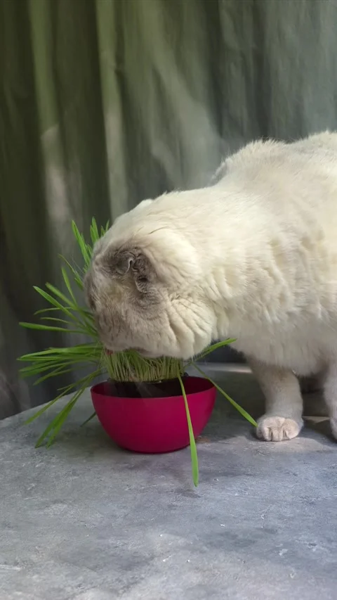 White Scottish Fold cat eats grass in a pot Stock Footage 307398038