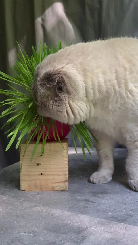 White Scottish Fold cat eats grass in a pot Stock Footage 307398039