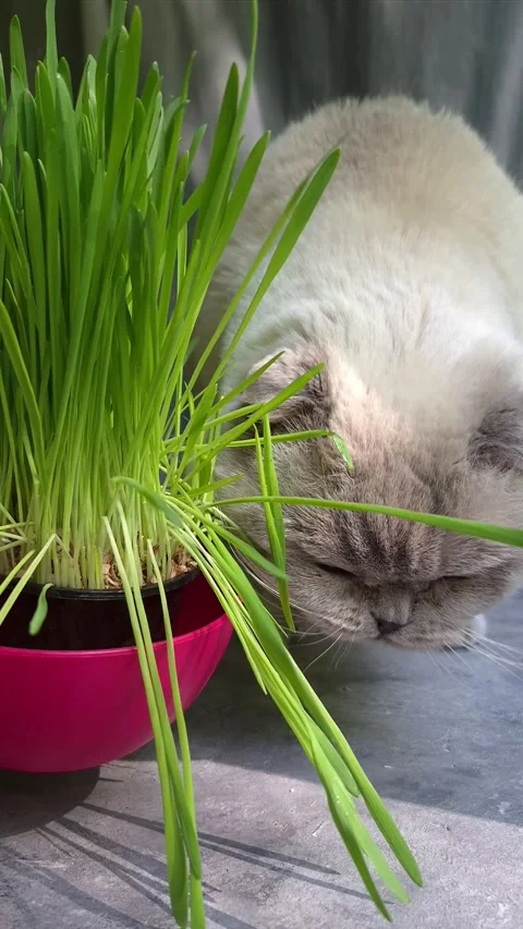 White Scottish Fold cat eats grass in a pot Stock Footage 307398045