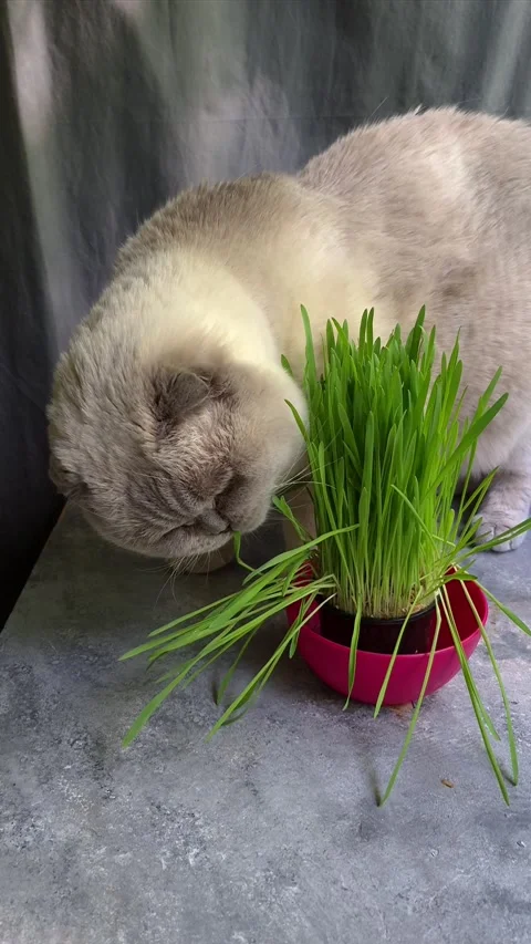 White Scottish Fold cat eats grass in a pot Stock Footage 307398048