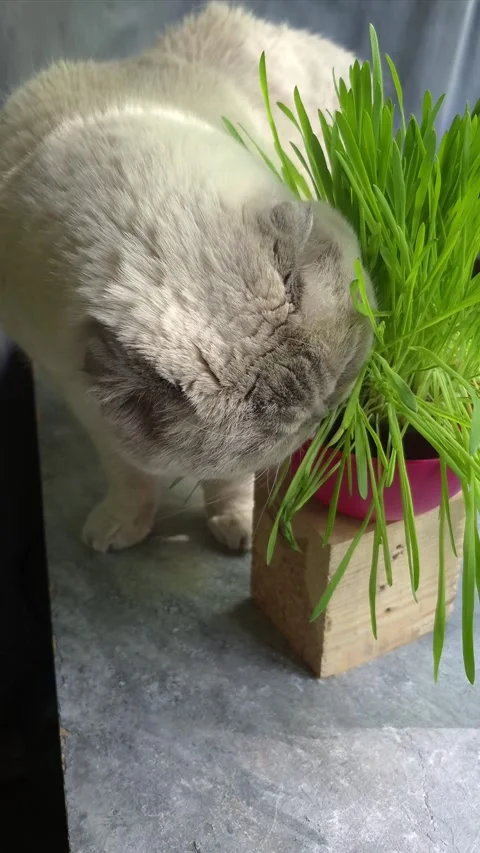 White Scottish Fold cat eats grass in a pot Stock Footage 307398054