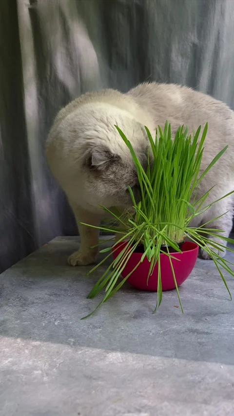 White Scottish Fold cat eats grass in a pot Stock Footage 307398062