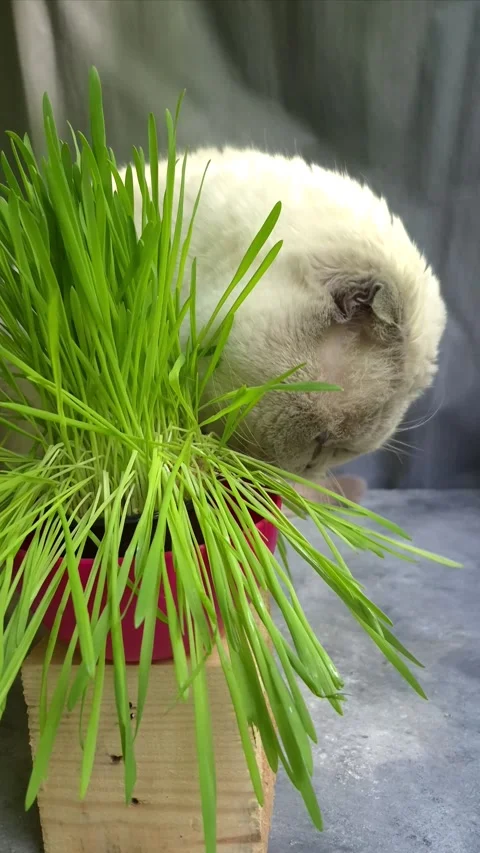 White Scottish Fold cat eats grass in a pot Stock Footage 307398066