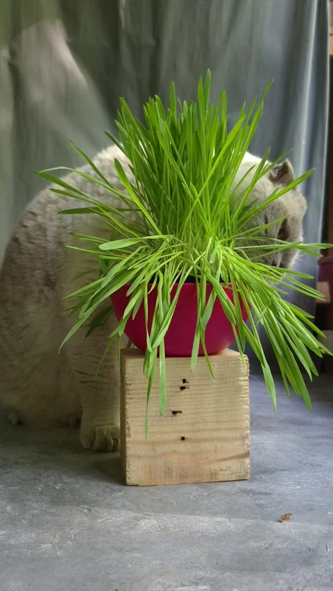 White Scottish Fold cat eats grass in a pot Stock Footage 307398078