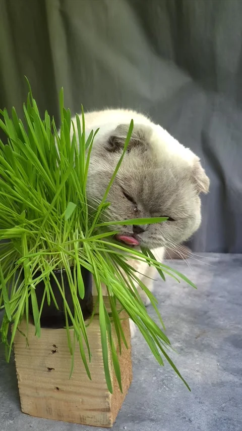 White Scottish Fold cat eats grass in a pot Stock Footage 307398080
