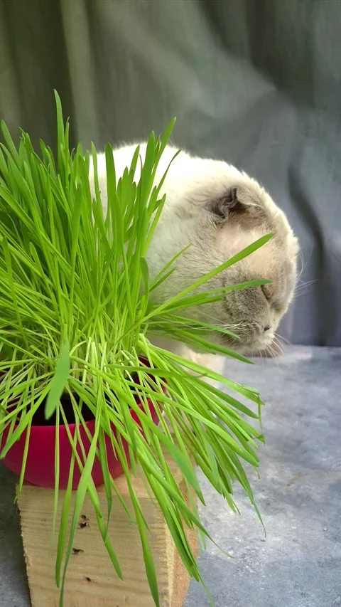 White Scottish Fold cat eats grass in a pot Stock Footage 307398083