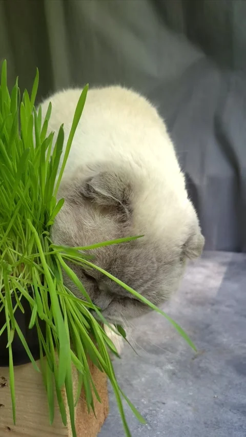 White Scottish Fold cat eats grass in a pot Stock Footage 307398091