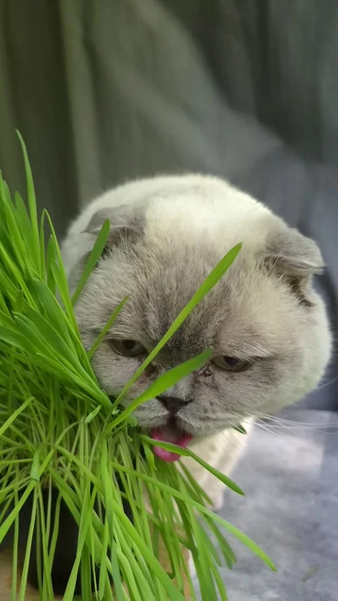 White Scottish Fold cat eats grass in a pot Stock Footage 307398101