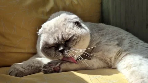 White Scottish fold cat lies in the sun and washes itself Stock Footage 308003545