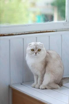 White Scottish fold cat on the window Stock Photos