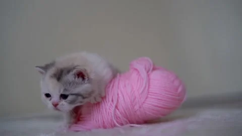 White Scottish fold kitten lying on pink Stock Footage 151648530
