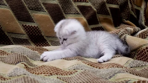 White Scottish Fold kitten lying on textured, diamond-patterned brown sofa. Stock Footage 325510826