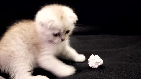 White Scottish Fold Kitten Playing Studio Stock Footage 331820095