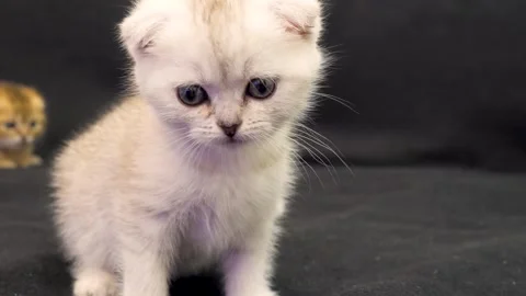 White Scottish Fold Kitten Studio Portrait Stock Footage 331820089