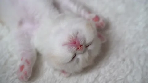 White Scottish fold kitten waking up Stock Footage 151650727