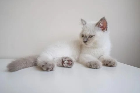 White scottish kitten Stock-Fotos