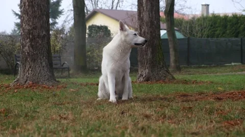 A white Scottish shepherd in the park. Stock Footage 221400580