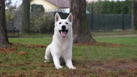 A white Scottish shepherd in the park. Stock Footage 221400583