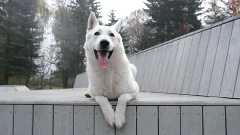 A white Scottish shepherd in the park . Stock Footage 221400650