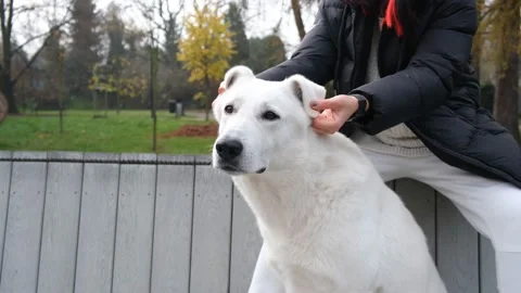 A white Scottish shepherd in the park Stock Footage 221822455