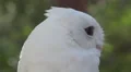 White Screech Owl Close Up Profile Back Of Head 4k or 4k+ Resolution
