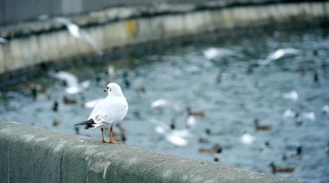 White sea gull Stock Footage 68538336