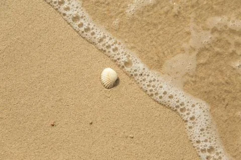 White sea shell and wave on sandy beach Fotos de archivo