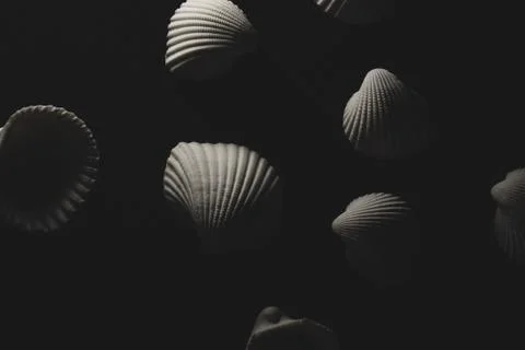 White sea shell Macro close up Stock Photos