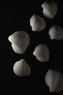 White sea shell Macro close up Stock Photos