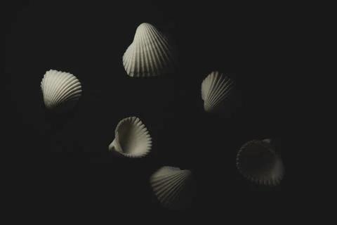 White sea shell Macro close up Stock Photos