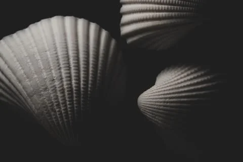 White sea shell Macro close up Stock Photos