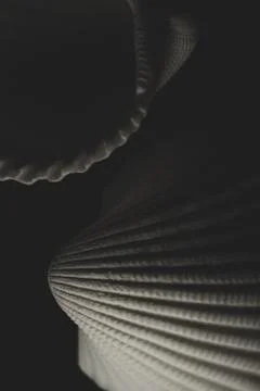 White sea shell Macro close up Stock Photos