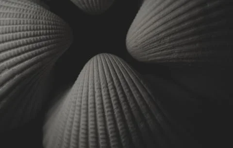 White sea shell Macro close up Stock Photos
