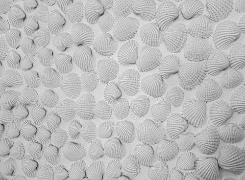 White sea shell pattern seamless texture background on white wall Stock Photos
