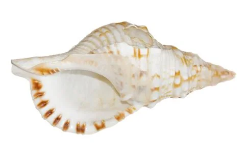 White sea shell Stock Photos