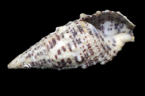 White sea shell Stock Photos