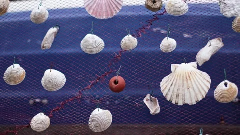 White sea shell pieces on a red fishing net against blue background Stock Footage 249488765