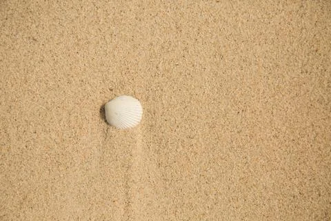 White sea shell on sand Stock-Fotos