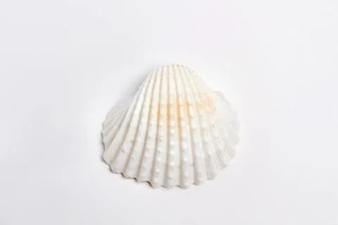 White sea shell, white background. Stock Photos