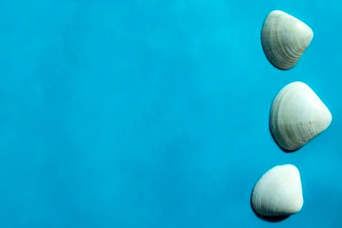 White sea shells on blue background with copy space Stock Photos