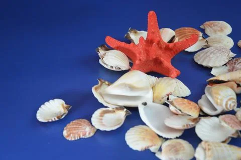 White sea shells on a blue background in bulk with a red starfish. The concep Stock Photos