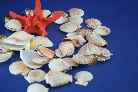 White sea shells on a blue background in bulk with a red starfish. The concep Stock Photos