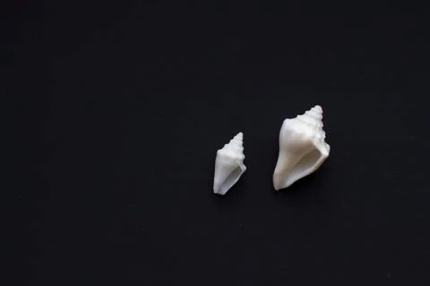 White sea shells pattern Foto stock