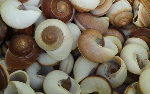 White Sea Shells. Stock Photos
